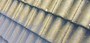Dach- und Fassadenreinigung